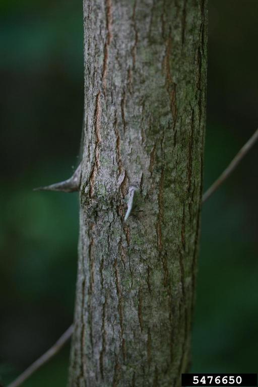 Black Locust | Vermont Invasives