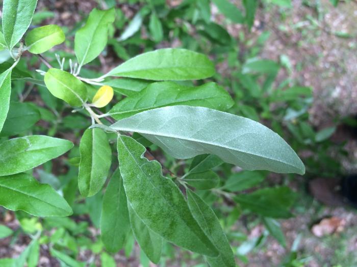 Image of Autumn olive tree with green leaves
