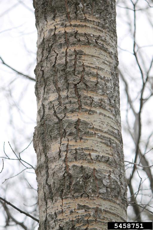 images Bigtooth Aspen Tree Bark white poplar vermont invasives