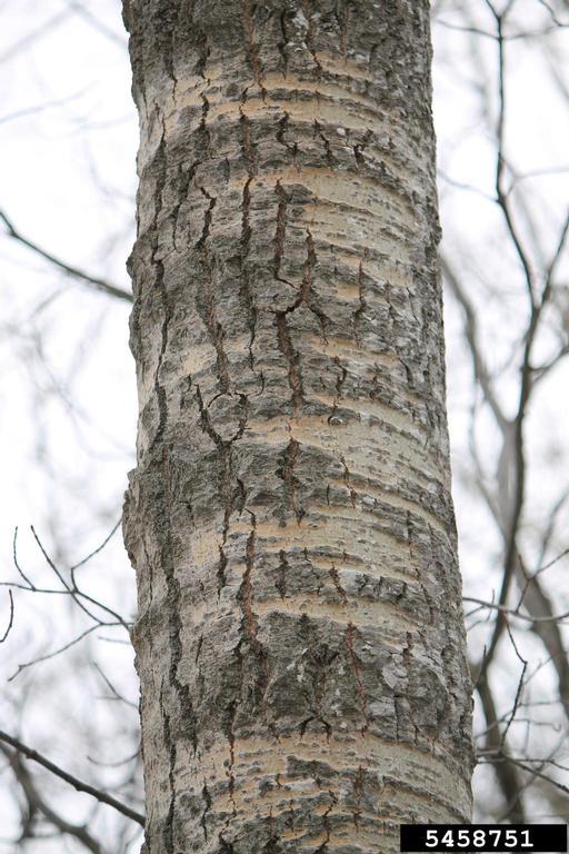 identifying poplar trees