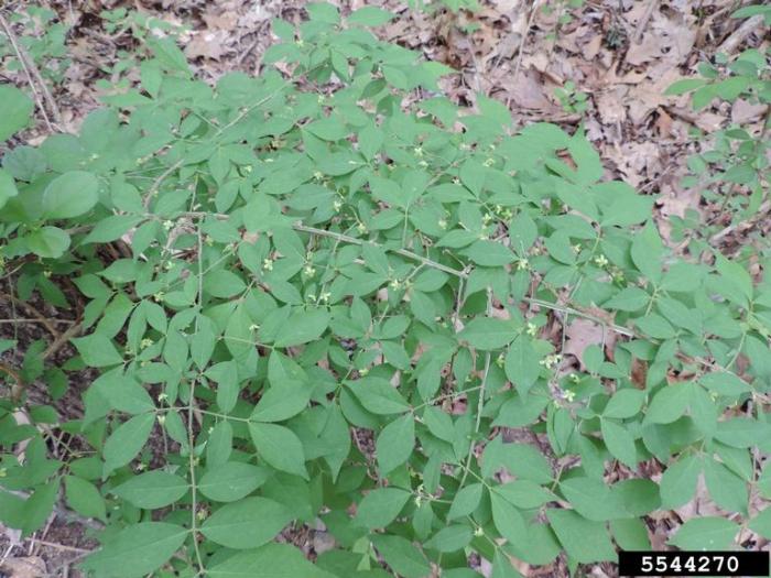 Terrestrial Plants Vermont Invasives Terrestrial Plants Vermont Invasives