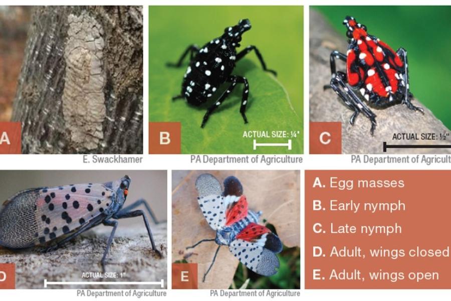 A collage showing all the life stages of the spotted lantern fly. Photo credit: Penn State Extension