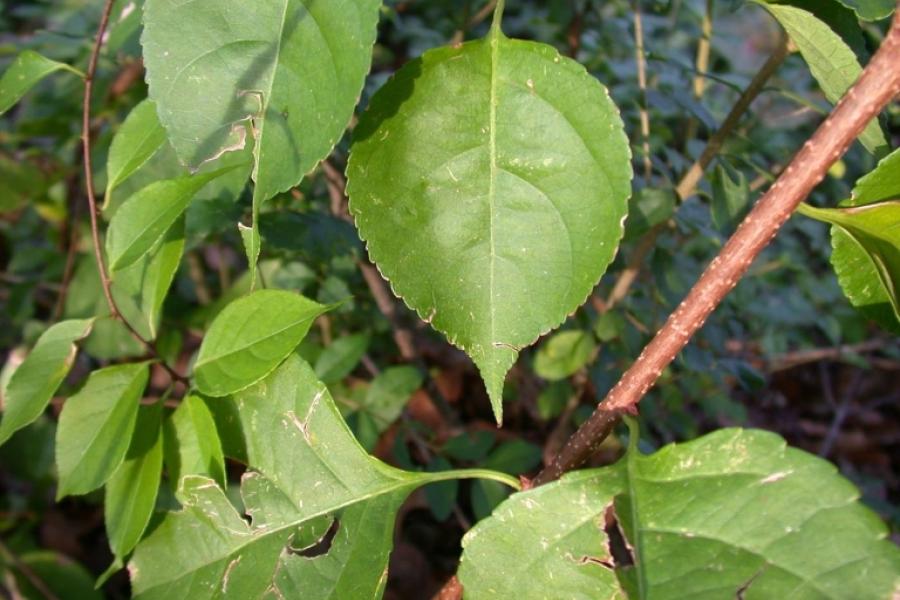 Note the varying size and shape of invasive Asiatic bittersweet leaves. Photo credit: James R. Allison, Georgia Department of Natural Resources, Bugwood.org
