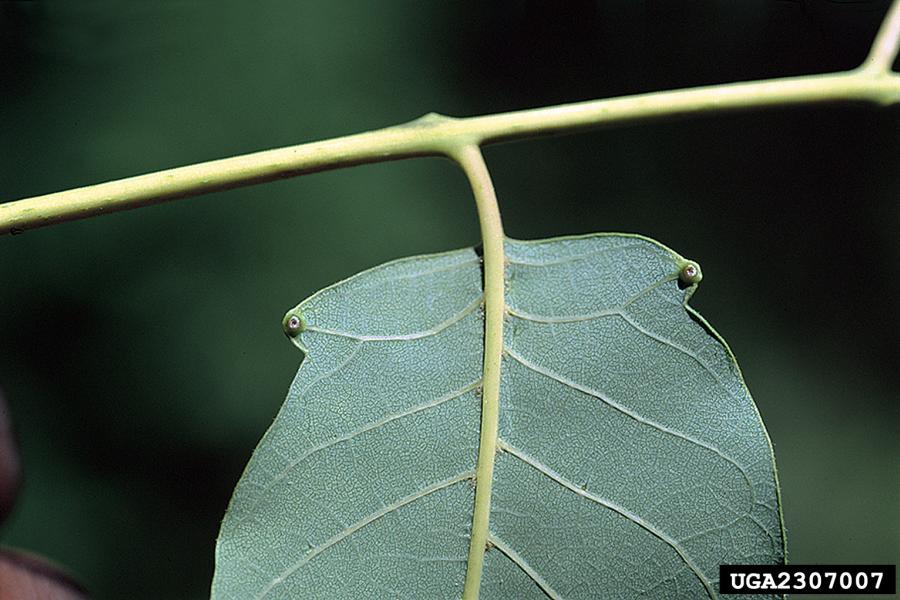 Tree-of-Heaven leaflet, showing the glandular teeth and gland at the base. Photo credit: James H. Miller, USDA Forest Service, Bugwood.org
