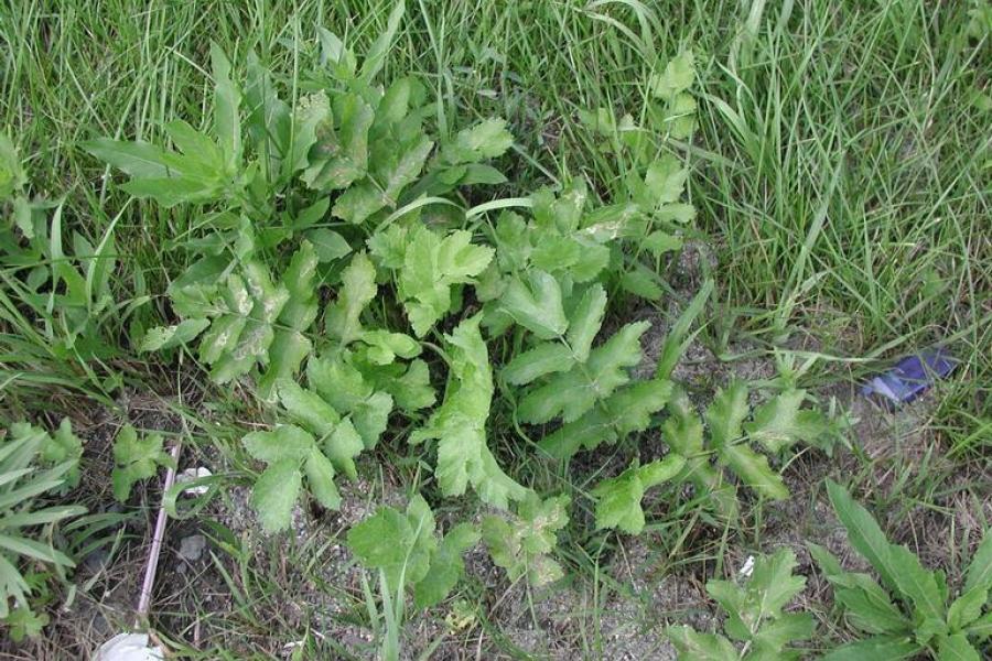 Wild parsnip basal rosette