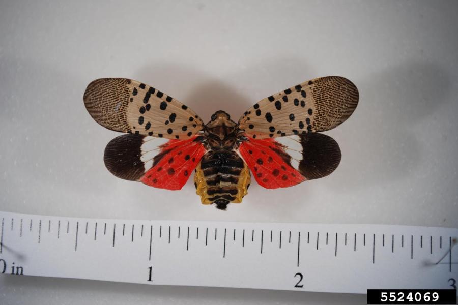 Spotted Lanternfly adult