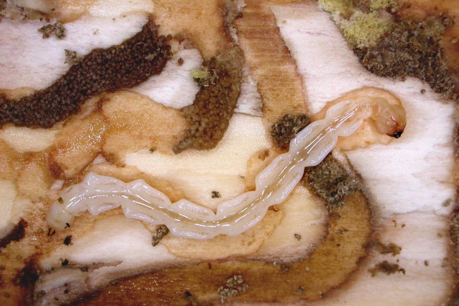 Emerald ash borer larvae