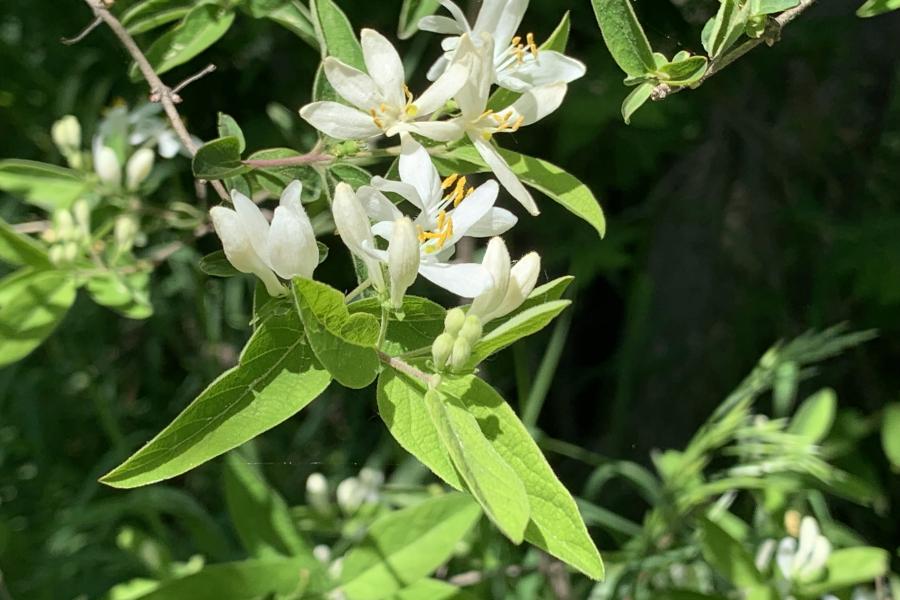 Honeysuckle flowers with white petals