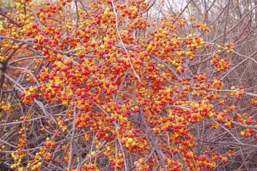 The prolific fruits of invasive Asiatic bittersweet. Photo credit: Leslie J. Mehrhoff, University of Connecticut, Bugwood.org