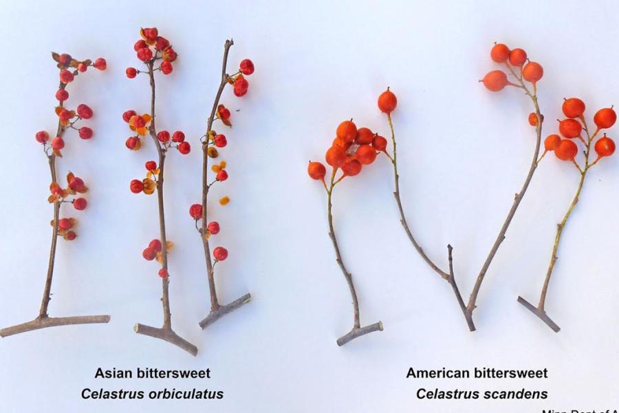 Comparison of Asiatic vs. American bittersweet fruits. Photo credit: University of Minnesota Extension/Minnesota Dept. of Agriculture