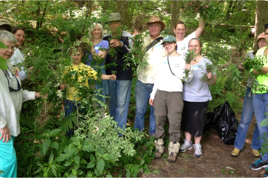 volunteers help remove invasive plants from state land