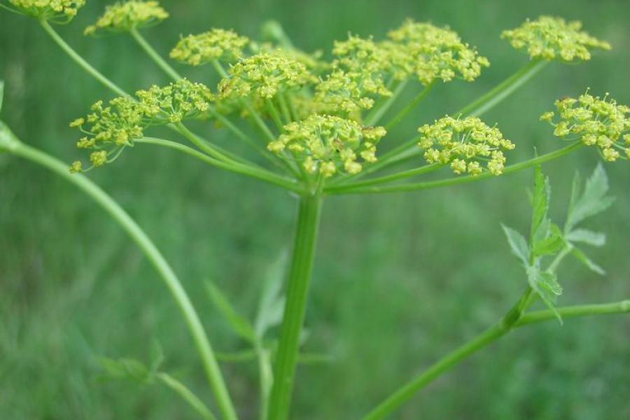 Wild parsnip flower from the side