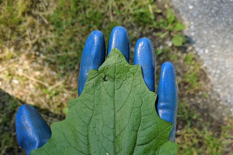 Garlic mustard leaves vary in size based on resources available (sunlight, space, nutrients). Here, Lina displays one the size of her palm. Photo credit: FPR staff