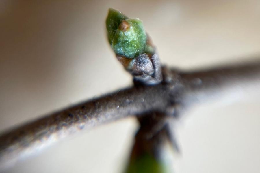 Shrub Honeysuckle bud on a stem. The bud is swelling as the leaf prepares to unfurl.