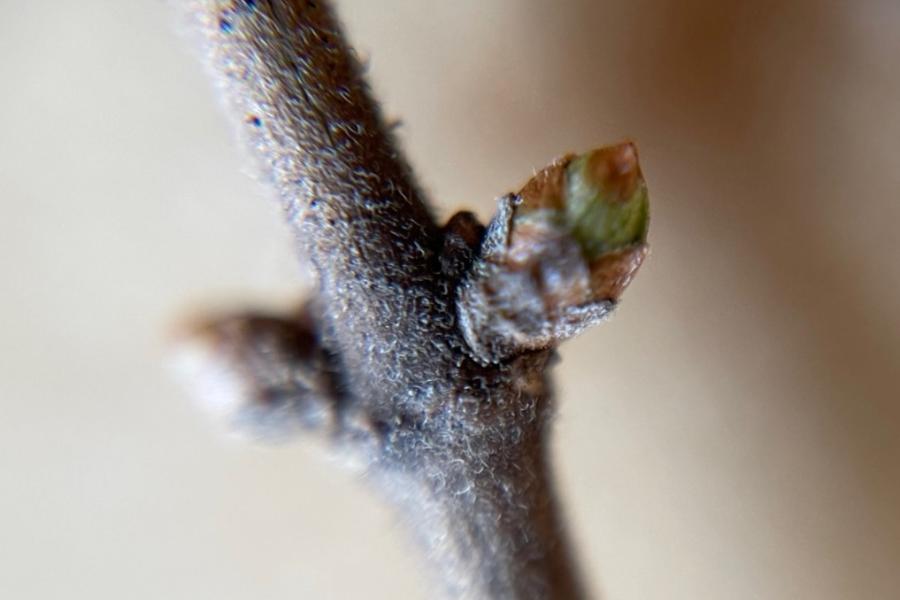 Two Shrub Honeysuckle buds on a stem, although the one in the background is intentionally blurry. The bud scales are starting to separate as the leaf prepares to unfurl, a phenophase called "bud break." The fine hairs/fuzz on the stalk are visible.