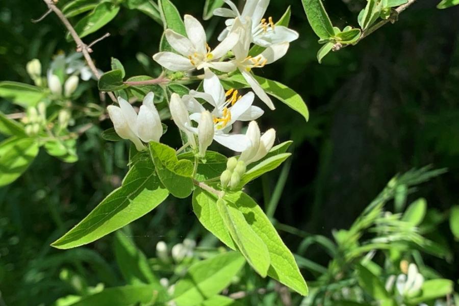 A cluster of white, twinned flowers of one species Shrub Honeysuckle (L. morrowii) in front of bright green leaves. The flowers grow in pairs and have 6 yellow stamen.