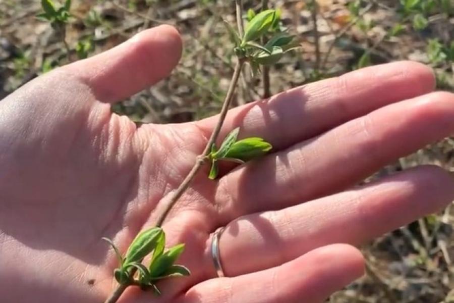 Shrub Honeysuckle increasing leaf size, as demonstrated by twigs with unfurled leaves of varying sizes (even when growing adjacent to each other) is displayed in the palm of Elizabeth's hand.