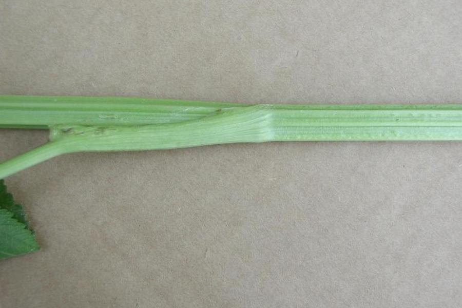Wild parsnip stem