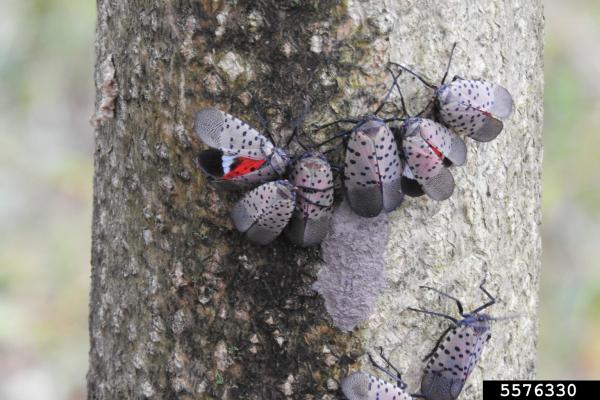 Adult spotted lanternfly on tree