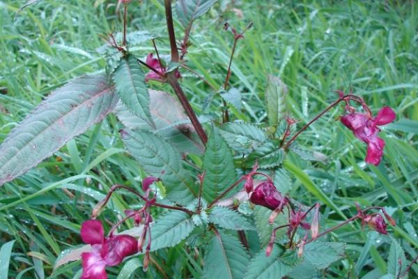 examples of terrestrial plants names