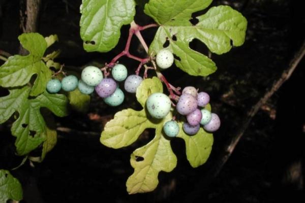 Porcelainberry: fruits are small berries that range from yellow to purple to blue in color.