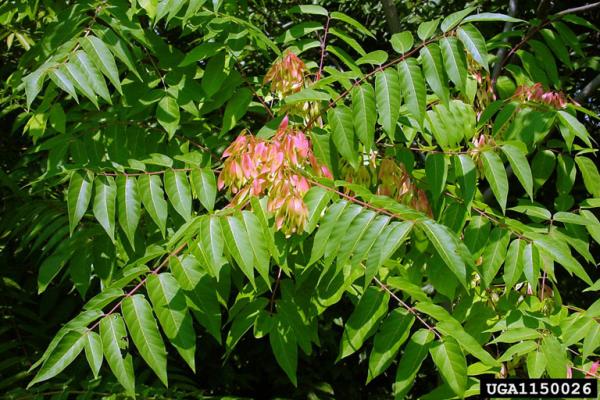 Tree-of-heaven: leaves are pinnately compound and 1-4 ft. in length with 10-41 leaflets. 
