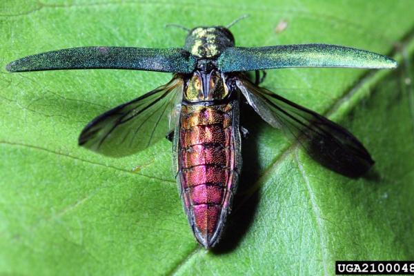 Emerald ash borer: adult with wings open.