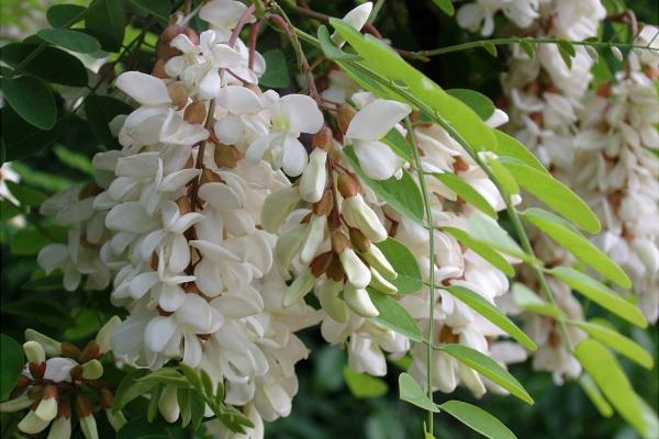 Black locust: clusters of sweetly perfumed pure white pea flowers in spring.