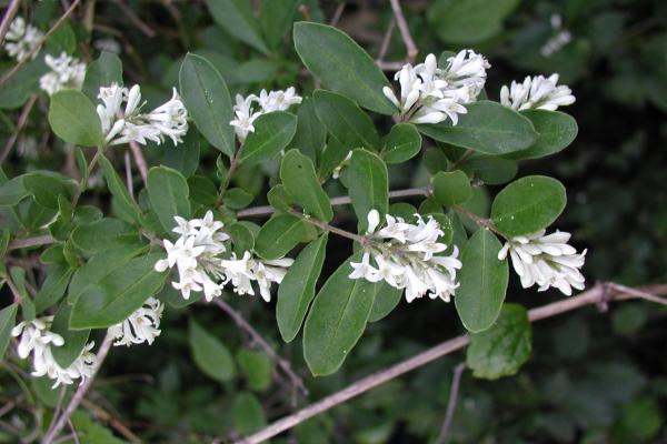 Border privet: leaves are simple, opposite and has small, white flowers with an unpleasant scent.