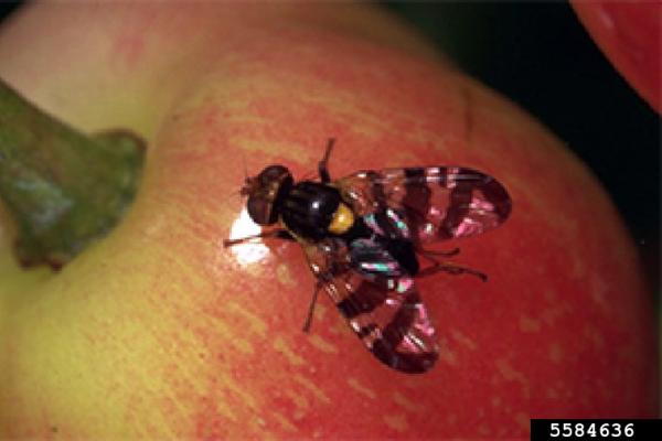 European Cherry Fruit Fly: adult