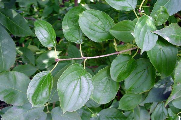 Common buckthorn: leaves are arranged sub-oppositely (almost alternate or opposite in some cases), oval, with toothed margins, and veins run parallel towards the tip.