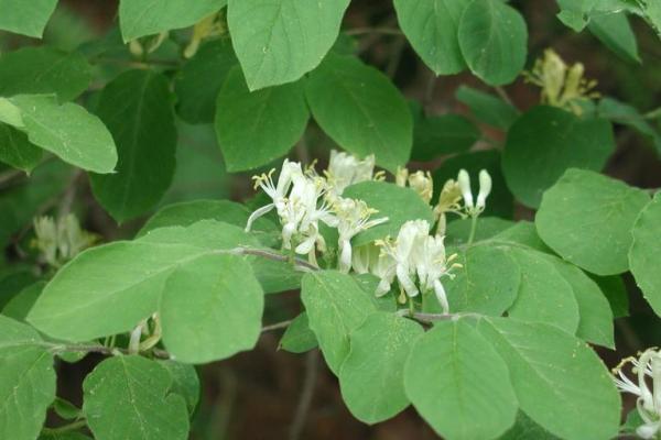 Dwarf shrub honeysuckle: white flowers develop in pairs in the axils of the leaves.