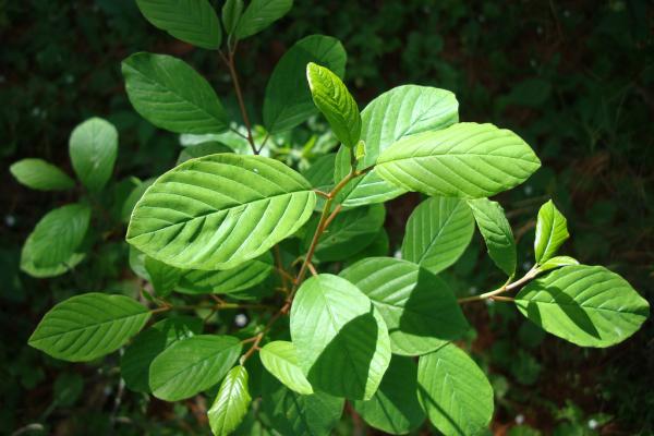 Glossy buckthorn: dark green leaves are shiny, alternate (sometime opposite) and simple with prominent venation. 