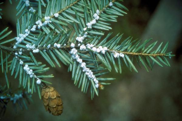 Hemlock woolly adelgid: white, cottony balls at base of hemlock needles.