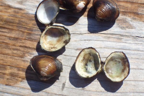 Asian clam shells