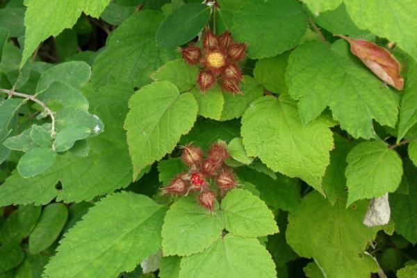 Wineberry: foliage and fruit