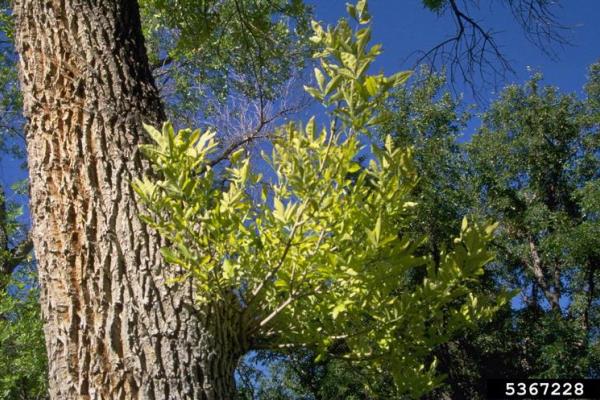 Ash yellows: witches’ brooms, clusters of upright spindly shoots of leaves on lower trunk.