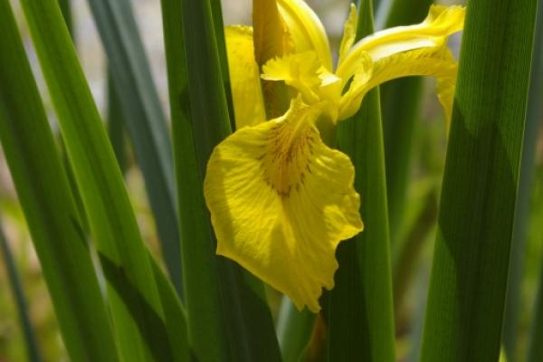 Yellow iris: flowers are usually yellow, their color can range from nearly white to cream.