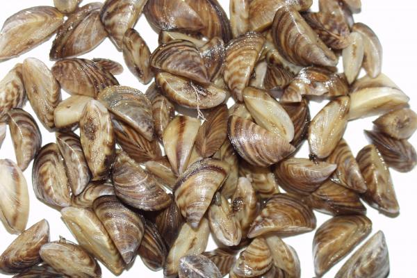 Close-up photo of zebra mussels