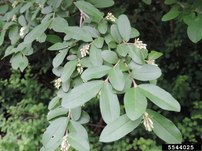 Border privet: leaves are simple, opposite and has small, white flowerswith an unpleasant scentwith an unpleasant scent with an unpleasant scent.