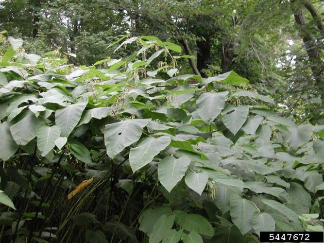 Giant knotweed: plants forms dense stands.