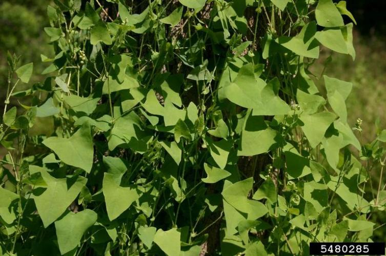 mile-a-minute-vine-vermont-invasives