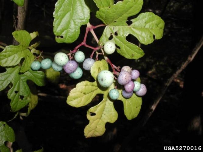 Porcelainberry: fruits are small berries that range from yellow to purple to blue in color.