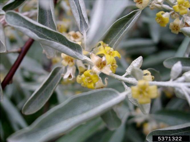 Russian olive: fragrant flowers are 0.5-0.6 in. wide, silvery outside and yellow within. There are 1-3 flowers within the leaf axils. 