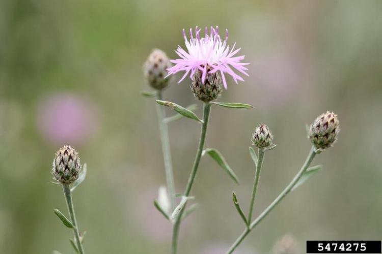 Spotted knapweed: characteristic black-tipped bracts.
