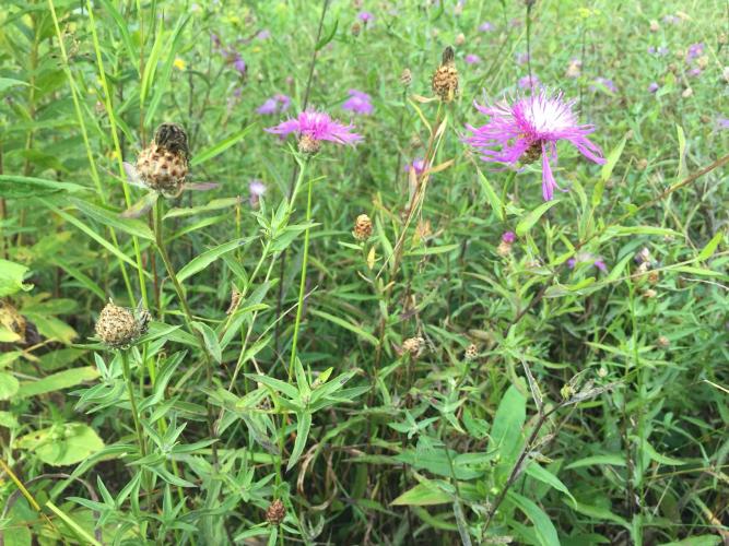 Spotted knapweed: leaves are alternate, grayish-green. Plants grow up to 3' tall.