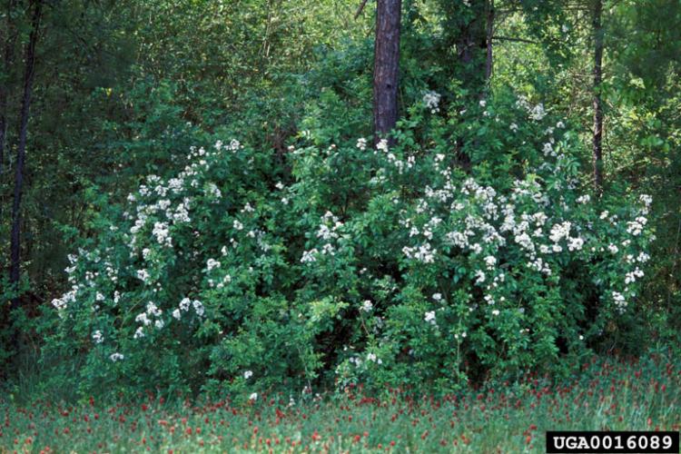 Multiflora rose: small, white to pinkish, 5-petaled flowers occur abundantly in clusters.
