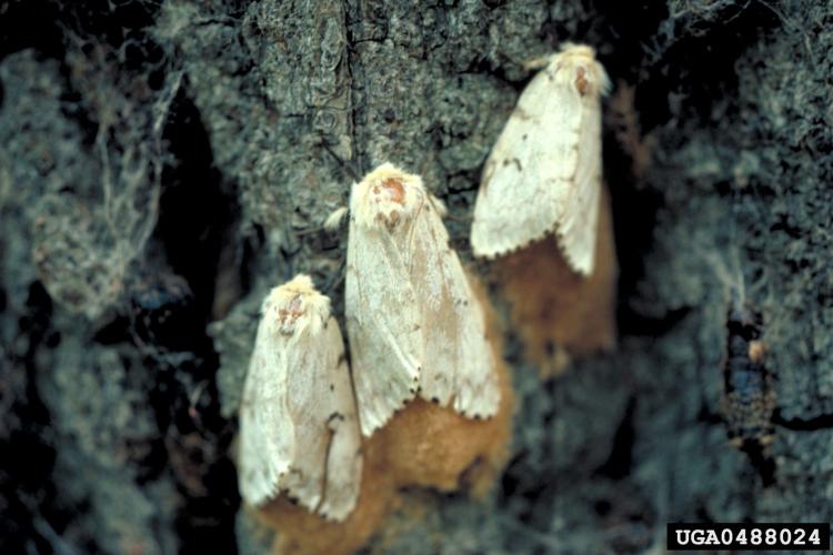 Gypsy moth: adult female and egg masses