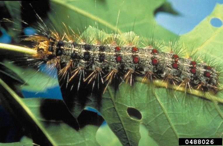 Gypsy moth: caterpillar