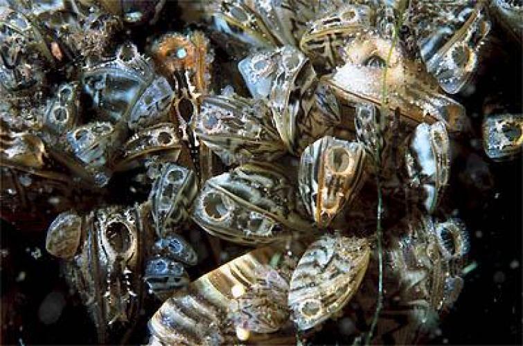 Open zebra mussels filter-feeding underwater